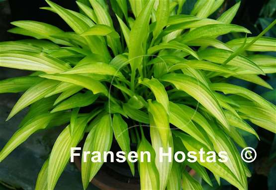 Hosta Bitsy Gold